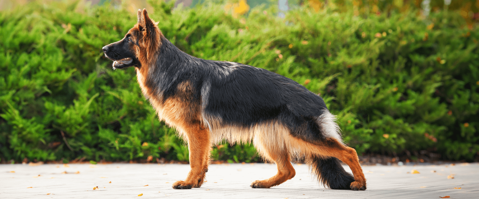 Hund mit sehr abfallendem Rücken als Negativbeispiel