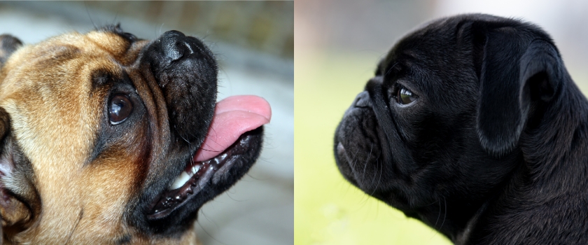 sogennanter Retromops mit gesunder Kopf- und Nasenform im Vergleich mit einem Mops mit kurzgezüchteter Nase und Kopfform