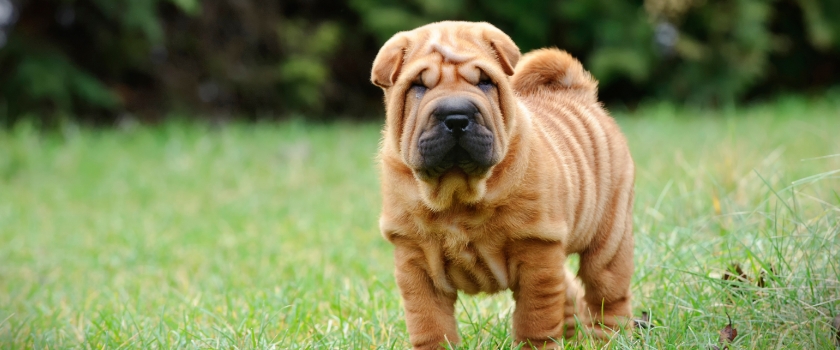 Hund mit sehr faltiger Haut als Negativbeispiel